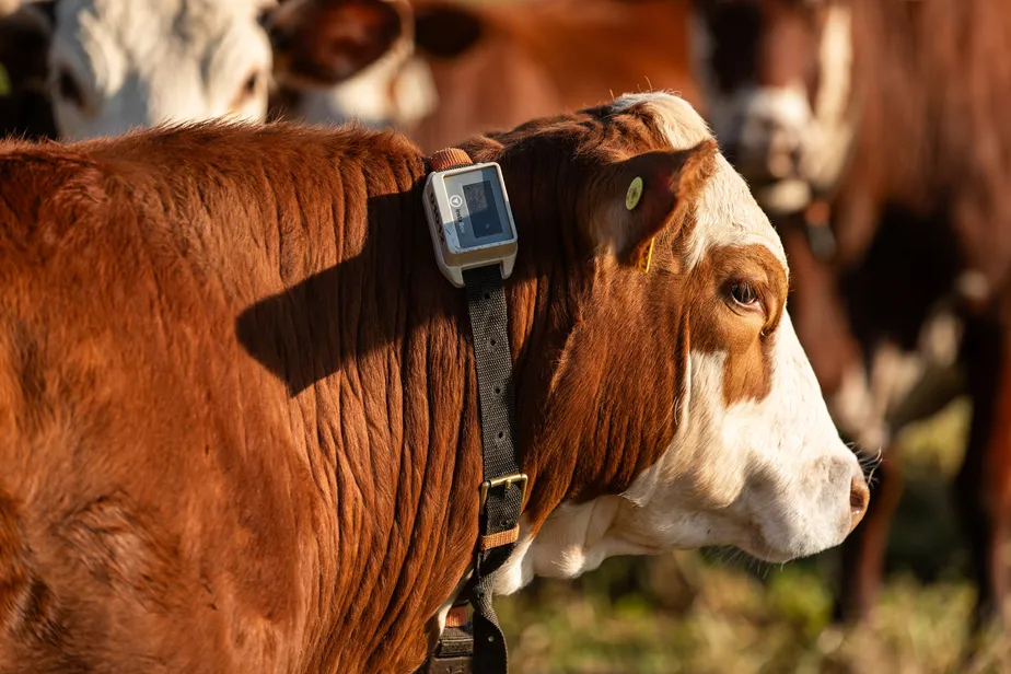 Startup que monitora gado com colares inicia operação